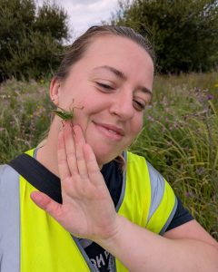 the unmistakably bright Great Green Bush-Cricket