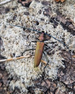 the metallic-sheened Musk beetle